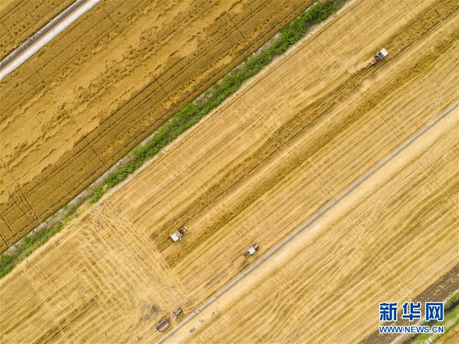 霸凌吃瓜黑料网站大全,吃瓜有料